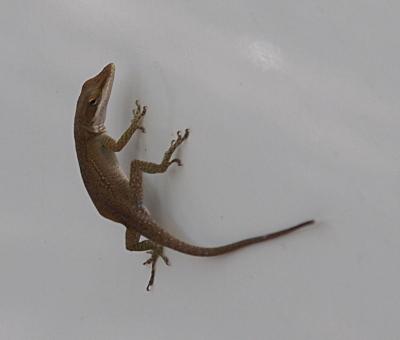 [The dark-colored anole is completely visible as it suctions itself to the all white car door.]